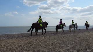 Horses on Pakefield beach [upl. by Alick796]