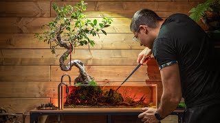 Amazing Bonsai Tree Aquascape  Dennerle HQ  8 Nanos  980L XXL Tank [upl. by John403]