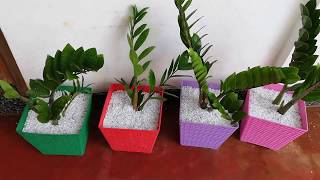 how to repotting zamioculcas zamiifolia zz plant [upl. by Leirol]