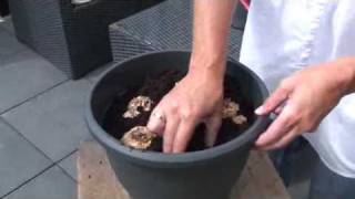 How to Plant Calla Lilies Zantedeschia [upl. by Draw]