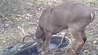 How To Create A Deer Waterhole That Works [upl. by Aleicarg]