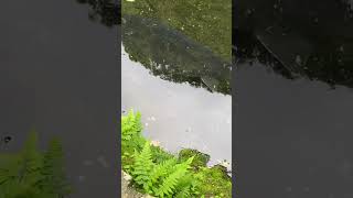 Sturgeon チョウザメ in pond at Takachiho miyazaki kyushu japan [upl. by Anahir]