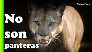 Así son los pumas [upl. by Adnohsor]