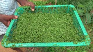 Azolla production for livestock K Giridhar ICAR NIANP BANGALORE Kannada [upl. by Pears]