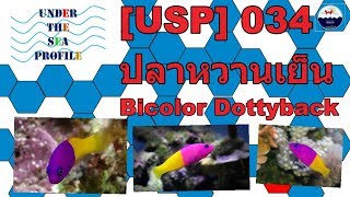 USP 034 Bicolor Dottyback หวานเย็น [upl. by Nosneh702]