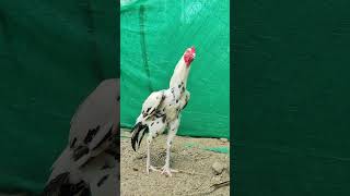 sandaseval videos  sandakoli valarppu  kattu seval shorts rooster aseel [upl. by Nilyarg441]