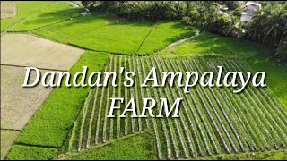 DANDANS AMPALAYA FARM from Planting to Harvesting [upl. by Elbon496]