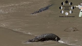 A Crocodile crossing Cahill’s [upl. by Hilly]