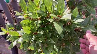 The secrets of Growing a Bay Leaf tree in your garden [upl. by Kauffmann]