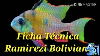 Ficha Técnica Ramirezi Boliviano Mikrogeophagus altispinosus [upl. by Gnilrits]