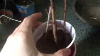 Aronia Chokeberry Cutting Propagation Indoors [upl. by Anirrok]