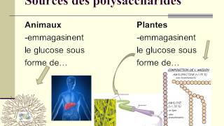 12 Les macromolécules [upl. by Dinse]