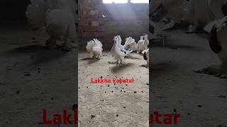 🔥 pigeon  Lakkha pigeon  kabutarbazi  kabutar [upl. by Anohr]