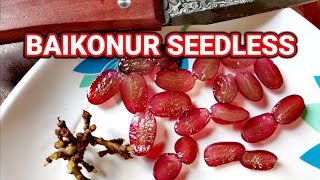 Seedless Grapes  Baikonur  GA3 Application [upl. by Prober]