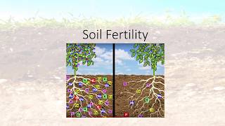 Soil Fertility [upl. by Lorelei818]