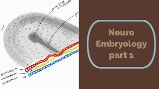 Neuro Embryology part 1 [upl. by Dviad815]