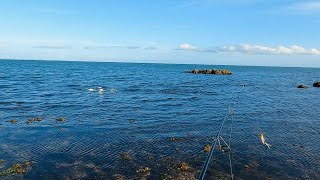 Fishing the shallows at Scarborough  Lots of fun [upl. by Allix975]