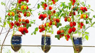 Grow Tomato Plant in Plastic Hanging Bottles tips for growing tomatoes at home with many fruits [upl. by Madid937]