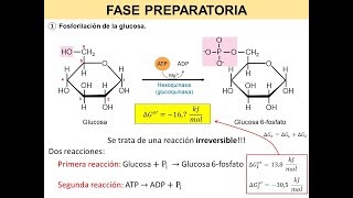 Glucólisis II  Fosforilación de la glucosa  BiologíaXXI [upl. by Ecinert502]