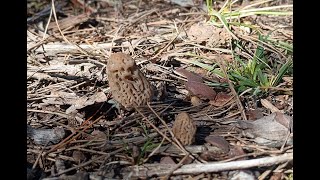 Morilles les bonnes pratiques à suivre [upl. by Michaud851]