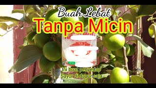 Tabulampot apel putsa berbuah lebat [upl. by Anirac708]