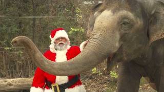 Santa Gives Animals Gifts  Cincinnati Zoo [upl. by Zapot620]