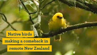 Native birds making a comeback in remote New Zealand [upl. by Borries]