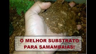 O MELHOR SUBSTRATO PARA SUA SAMAMBAIAS [upl. by Ennovahs]