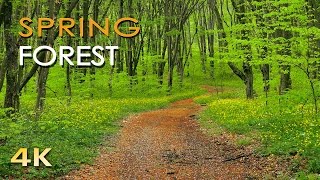 4K Spring Forest  Blackbird Song  Bird Singing Chirping  Ultra HD Relaxing Nature Video amp Sounds [upl. by Adnuahs]