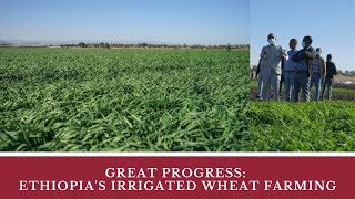 Really Great Progress Ethiopia’s Irrigated Wheat Farming  Akaki  Afar  West Shewa Zone [upl. by Cimbura399]