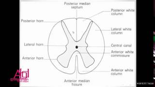 Module 9  CNS   Practical Histology  Spinal Cord Segments [upl. by Ostler]