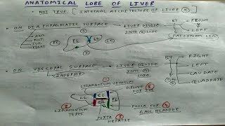 Anatomical Lobe of Liver  4  Abdomen Anatomy  TCML [upl. by Cleave]