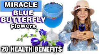 20 HEALTH BENEFITS of BLUE TERNATE PEA  BUTTERFLY PEA FlOWERS or CLITORIA TERNATEA  Lovekye 8 [upl. by Anyad766]