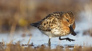 Spoonbilled Sandpiper Foraging [upl. by Enoid]