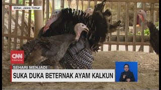 Suka Duka Beternak Ayam Kalkun [upl. by Servetnick]