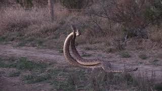 Western Diamondback Rattlesnake combat [upl. by Eddie112]