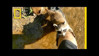 Adorable Raccoon Babies Make Human Friend  National Geographic [upl. by Lebisor]