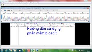 huong dan su dung bioedit [upl. by Ardnekal]