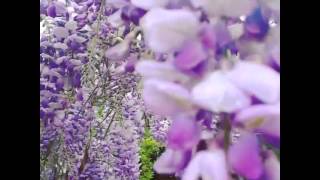 Arizona Wisteria Garden [upl. by Sillig795]