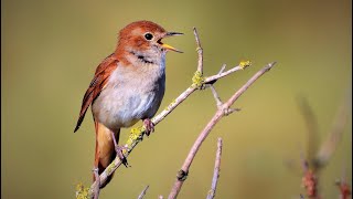 Nightingale Singing Nachtigall Sprosser Gesang [upl. by Jerusalem]