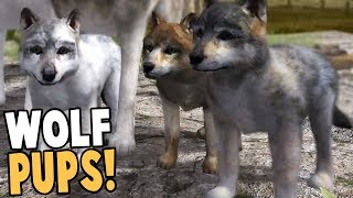 RAISING WOLF PUPS BEST WOLF SIMULATOR GAME EVER  Wolf Quest Gameplay [upl. by Raphaela]