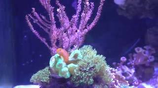 Great addition to most reef tanks Clown Gobies [upl. by Ydnor]