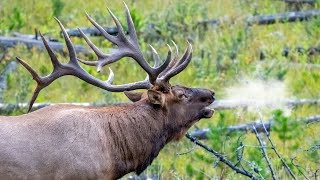 Elk Bulls Bugling During the Rut [upl. by Morganne408]