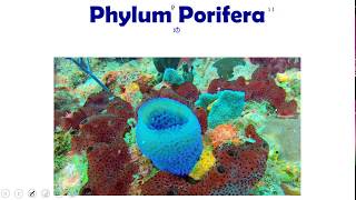 Invertebrate Biology  Porifera Sponges [upl. by Aimo]