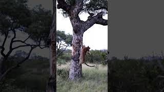 Leopards Unexpected Drop From Tree [upl. by Kacerek470]