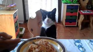 Il gatto e gli spaghetti [upl. by Ehrenberg26]