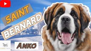 Canine Hikes T2 E6 Unleashing the Saint Bernard  Anko [upl. by Ahseekat751]