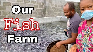 We are starting a FISH FARM [upl. by Ennayr]