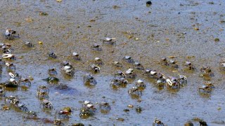 Nature fiddler crabs [upl. by Nahor]