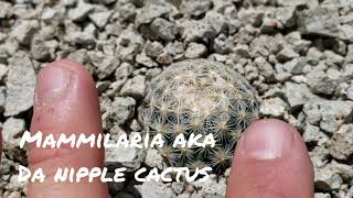 103Sclerocactus nyensis and Pediocactus simpsonii hiding from Czech Poachers in Central Nevada [upl. by Blodget]